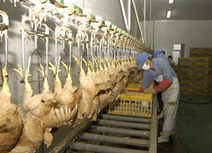 厂商定制家禽屠宰机械 技术赋能，打造高效、安全、可持续的产业链