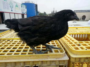 忠县家禽养殖技术培训与优质鸡苗供应指南