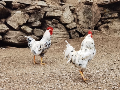 省农科院专家深入恩宜地区，探寻地方鸡新资源并开展家禽技术服务