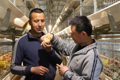 致富鸡宝宝 增收香饽饽 家禽技术服务助力产业升级