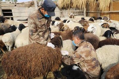 二十一团畜禽秋季防疫工作全面铺开 确保无“疫”家禽技术服务