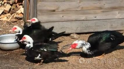 番鸭在家禽饲养中的技术与服务管理