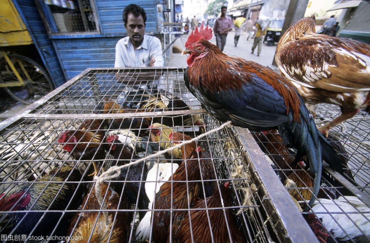 家禽技术服务 提升户外养殖效益的关键