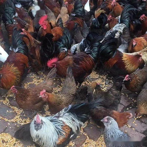 现代生态家禽养殖场一站式解决方案